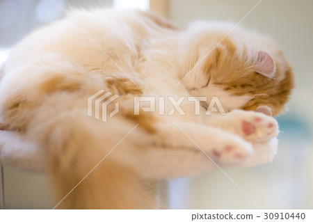 晚安Nyanko 晚安Nyanko 30910440