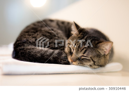 Good night Nyanko 30910446