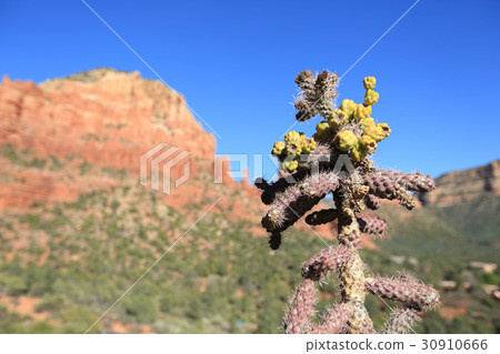 Sedona Vortex 30910666