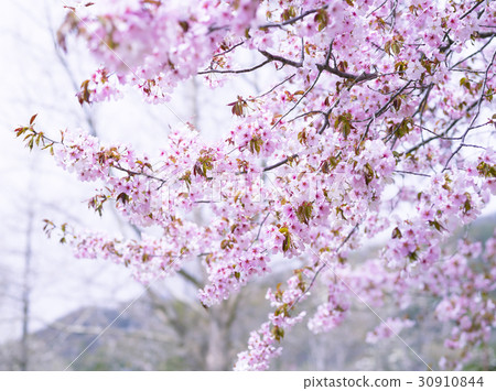 Sakura (high key) 30910844