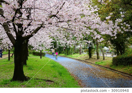 Cherry-blooming Onogawa green-yard road Cherry-blooming Onogawa green-yard road 30910948