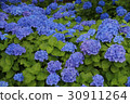 Marine Blue Hydrangea 30911264
