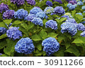 Hydrangea lettana 30911266