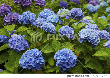 Hydrangea lettana Hydrangea lettana 30911266