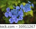 Hydrangea Royal Blue 30911267