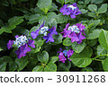 Hydrangea Rothsbants 30911268