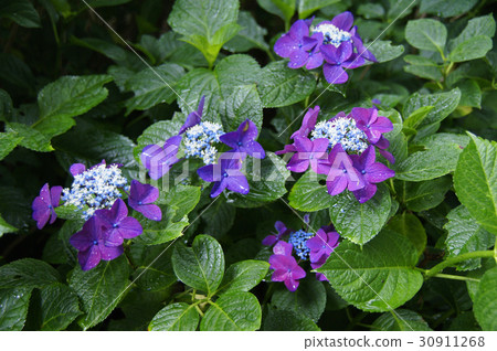 Hydrangea Rothsbants Hydrangea Rothsbants 30911268