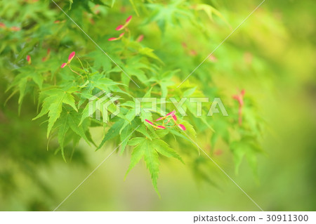 Momiji紅色新芽 Momiji紅色新芽 30911300