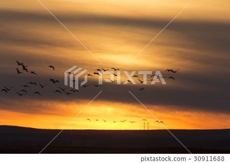 Geese in Flight Sunset 30911688