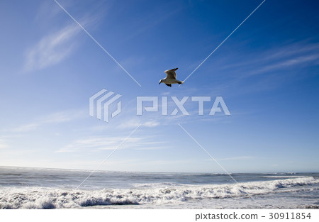 Seagull in Flight New Zealand 30911854