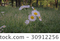花 30912256