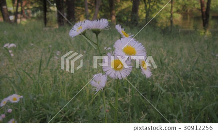 花 花 30912256
