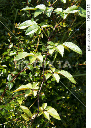 Yukigarashi's ivy 30912415