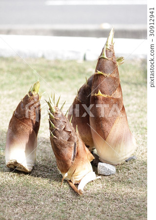 Bamboo shoots 2016 Bamboo shoots 2016 30912941