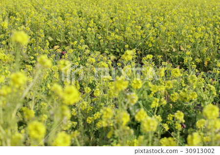 強姦花2016年第10部分 強姦花2016年第10部分 30913002