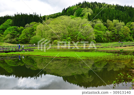 Fresh green living forest wetland 30913140