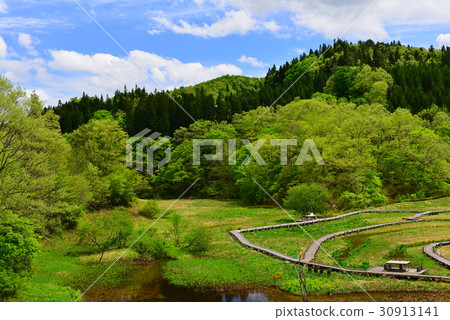 Fresh green living forest wetland 30913141