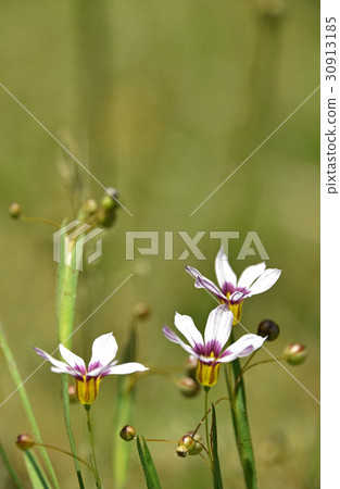  Niwazeki Show（花園虹膜） 30913185