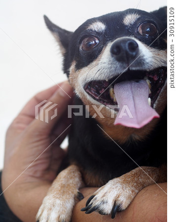 cute black fat lovely miniature pincher dog  30915109