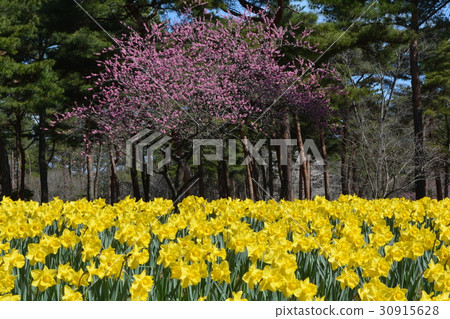 日立海灘公園2017-4-1＃1 30915628