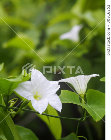 closeup on white ivy Gourd flower selective focus closeup on white ivy Gourd flower selective focus 30916252
