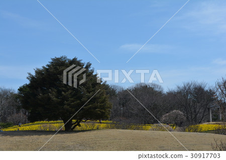 Hitachi Beach Park 2017-4-1 # 15 Hitachi Beach Park 2017-4-1 # 15 30917703
