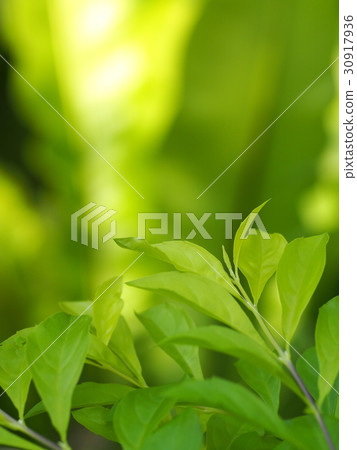blur background from variety of green plant leaves blur background from variety of green plant leaves 30917936