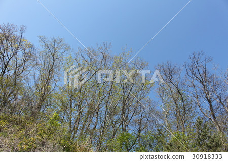 小山的一個森林 30918333