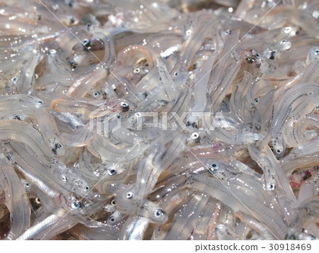 Raw silas Raw silas 30918469