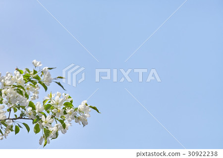 Branch of apple tree with flowers over blue sky 30922238