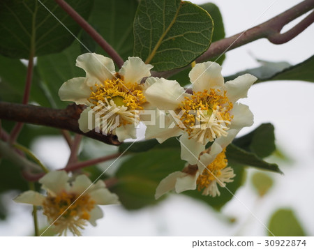 Kiwi fruit flowers (female flowers) Kiwi fruit flowers (female flowers) 30922874