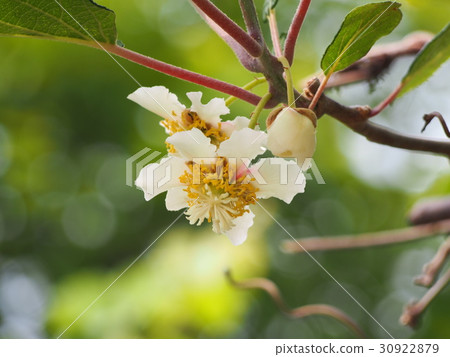 Kiwi fruit flowers (female flowers) Kiwi fruit flowers (female flowers) 30922879