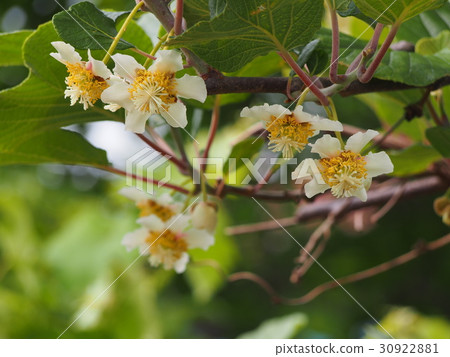 Kiwi fruit flowers (female flowers) Kiwi fruit flowers (female flowers) 30922881