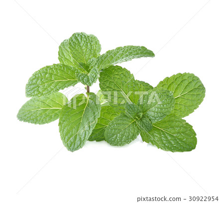Mint leaves isolsted white background Mint leaves isolsted white background 30922954