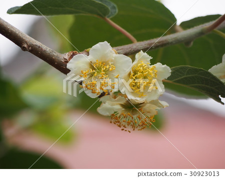 Kiwifruit flowers (male flowers) 30923013