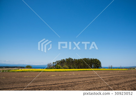 Spring journey, small forest and rape field in Shimokita Peninsula, rape blossoms in full bloom 30923052