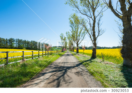 強姦，東北，南北半島盛開的強姦花和鄉下公路 30923053