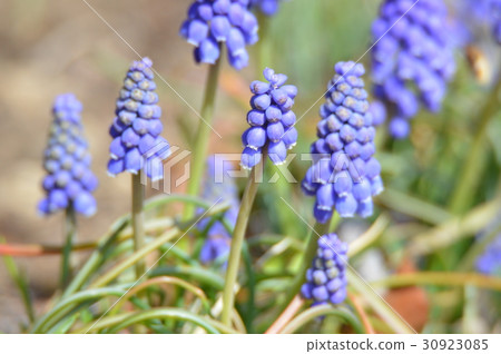 紫色“穆斯卡里”花（赤城自然公園/澀川市群馬縣） 30923085