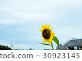 sunflower	 30923145