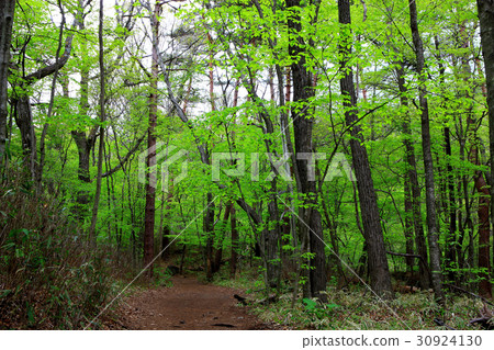 春天新鮮的綠色散步 春天新鮮的綠色散步 30924130