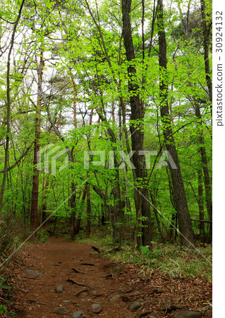 Spring fresh green promenade 30924132