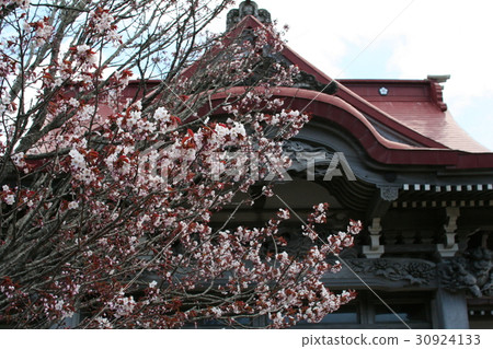 Qinglong Temple and Chishimazakura 30924133