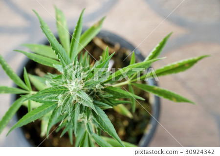 The cannabis plant. marijuana plant flowering  30924342