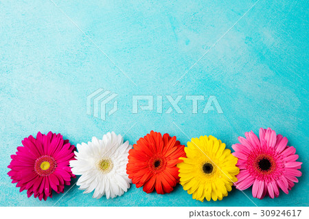 Colorful gerbera flowers Blue background. Top view Colorful gerbera flowers Blue background. Top view 30924617