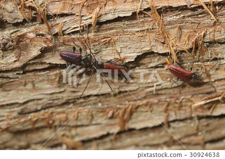 生物昆蟲餵養Gikamikiri，走路只是尋找合作夥伴的日誌 30924638