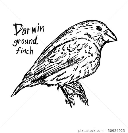 darwin ground finch on the tree darwin ground finch on the tree 30924923