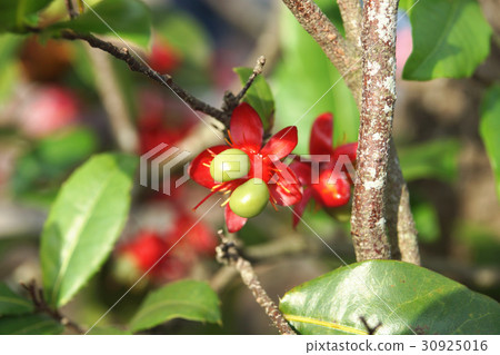 桂葉黃梅 30925016