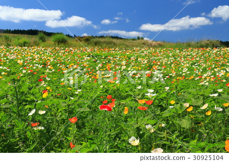 Poppy field of Moe no Sato 30925104