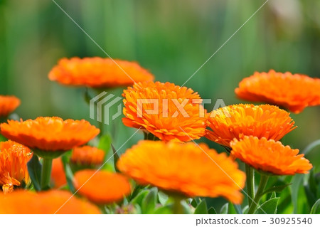 Calendula 30925540