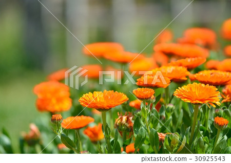 Calendula 30925543